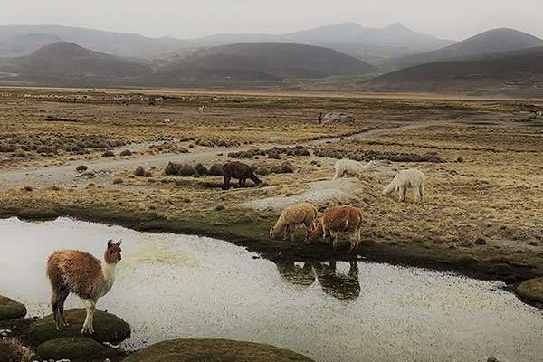 Alpacas Drinking Water at National Reserve in Arequipa