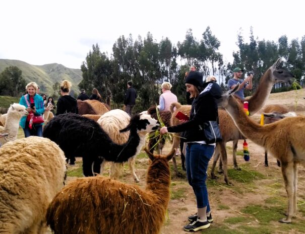 Having fun at the Alpaca Farm