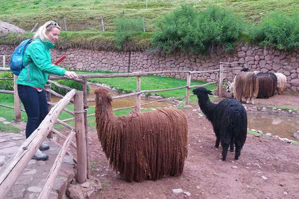 Feeding Alpacas at Farm