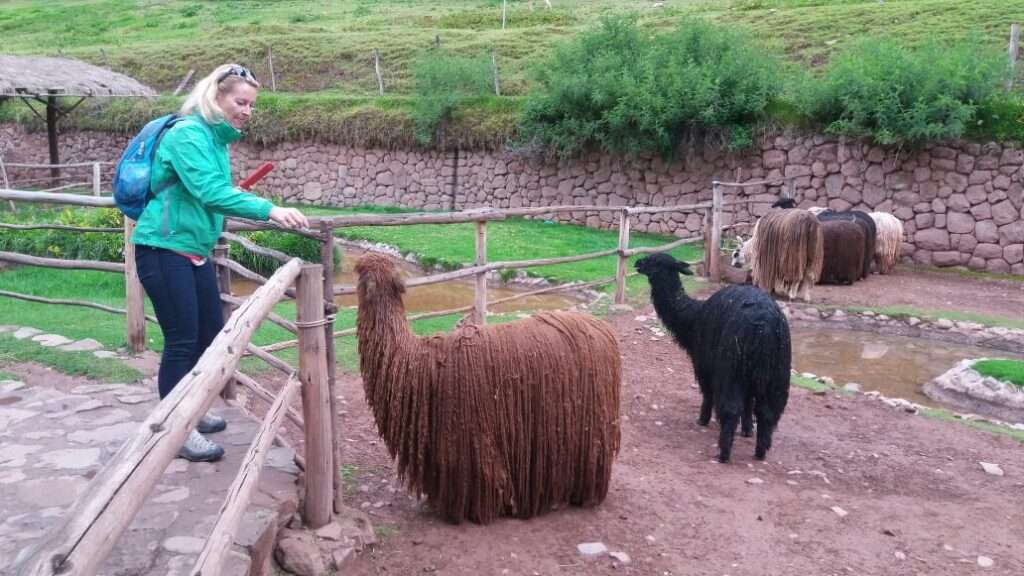 Young lady feeding alpacas in farm