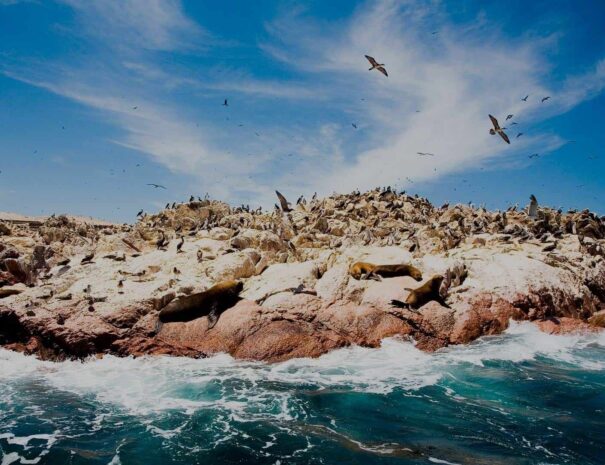 Ballestas Islands Wildlife